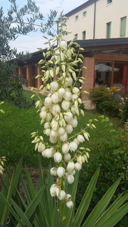 Locanda Veneta Vicenza Kültér fotó