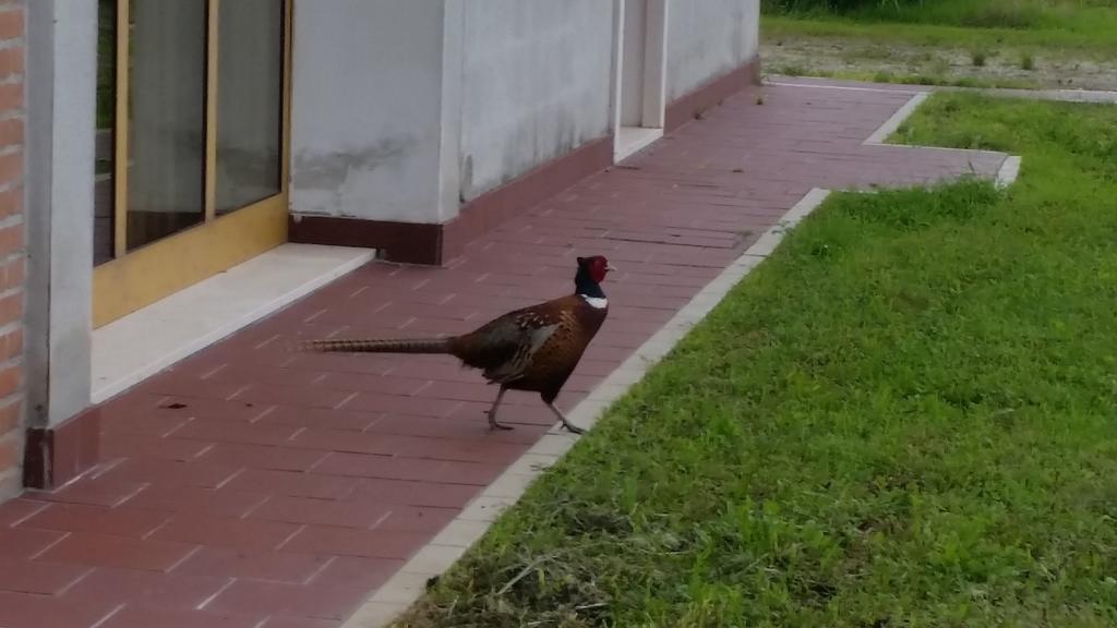 Locanda Veneta Vicenza Kültér fotó