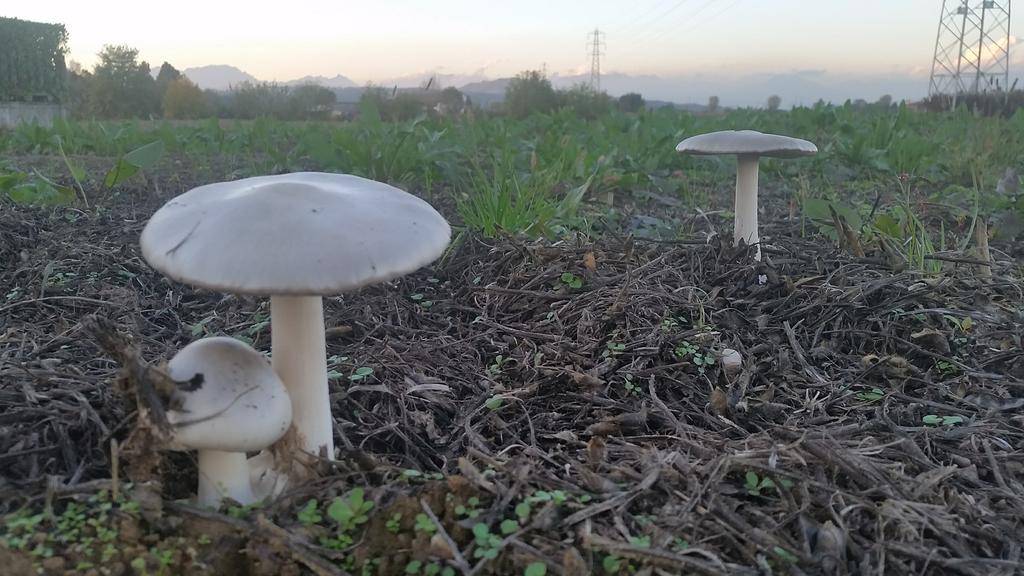 Locanda Veneta Vicenza Kültér fotó